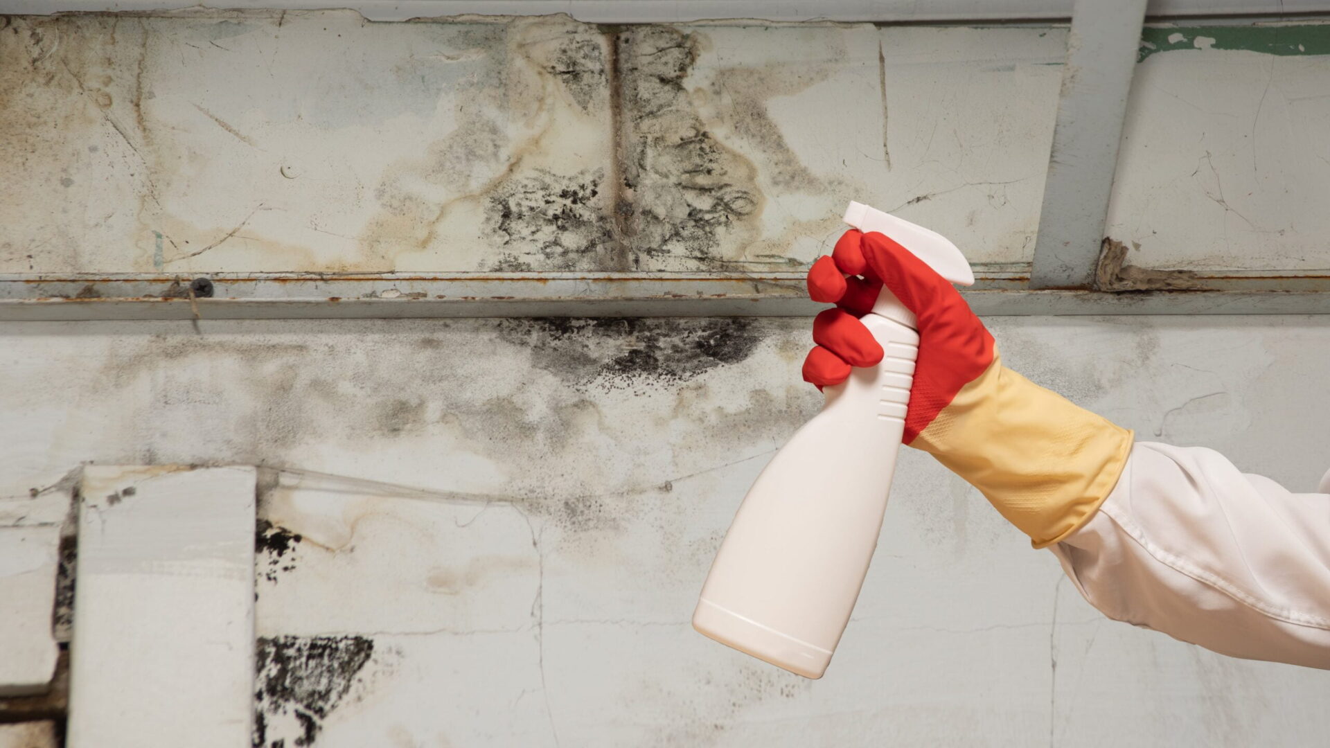 Mould removal gold coast
